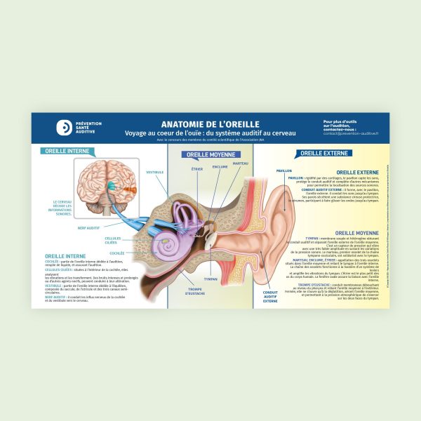 Affiche "Anatomie de l'oreille et cerveau" - Planche 64 x 35 cm